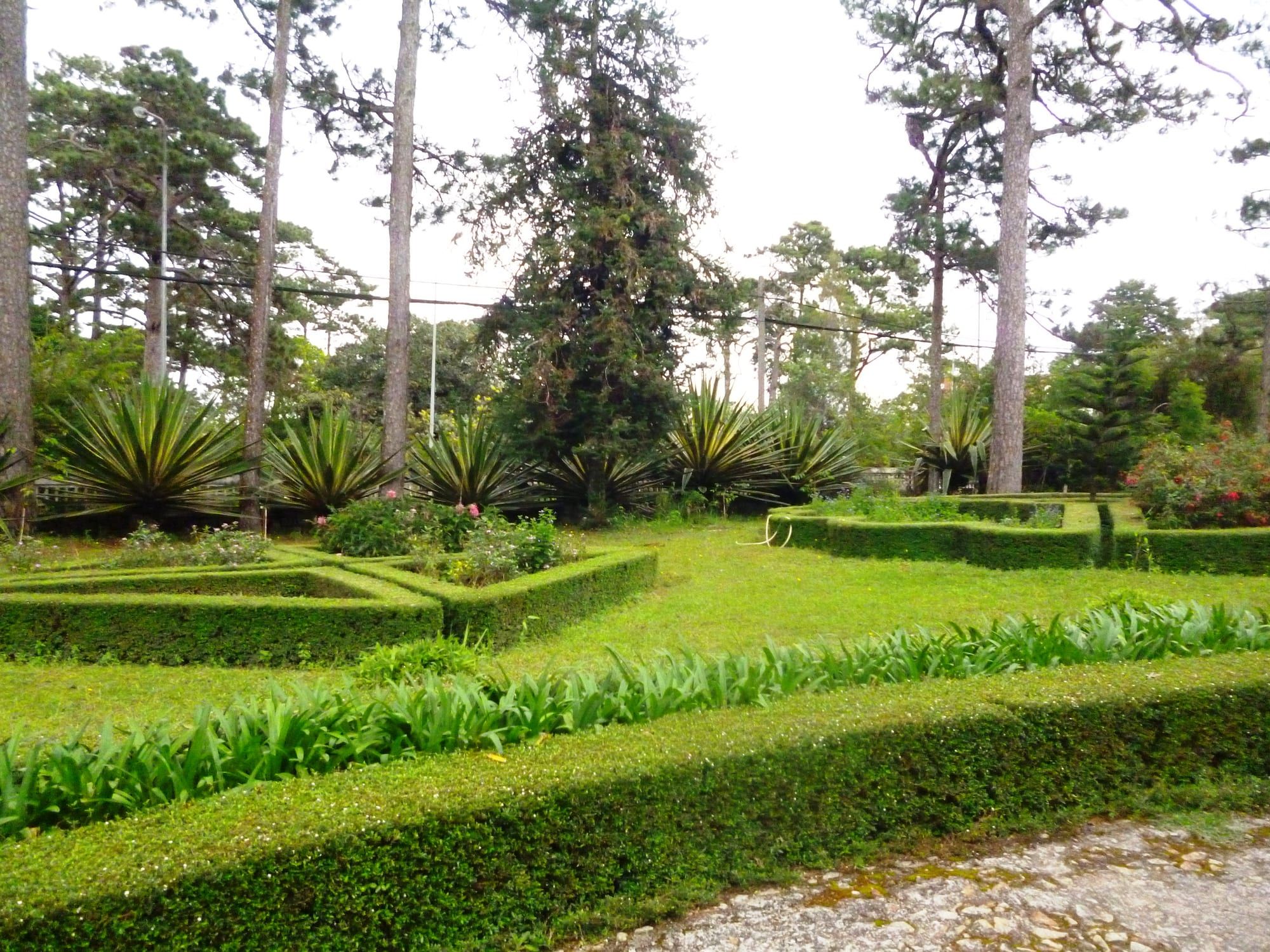 A villa garden with clipped box hedges, agave plants and flower beds on a lawn, under tall pine trees on an overcast day.